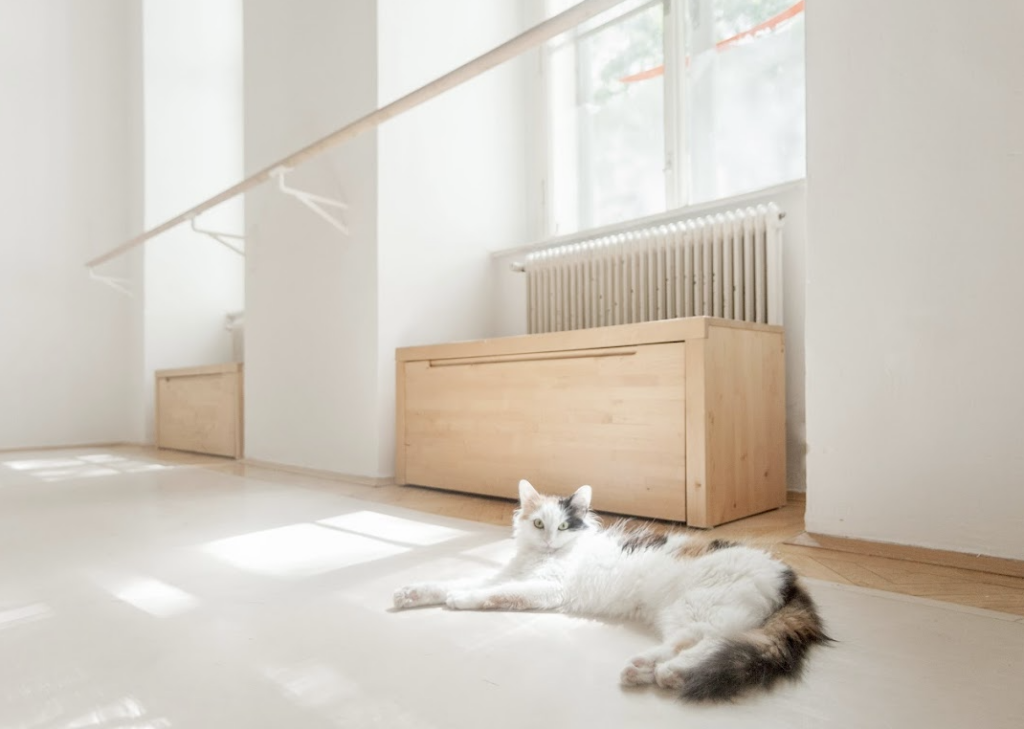 Barre and Cats Ballett-Training mit Katzen im Studio auf der Mariahilferstraße in Wien